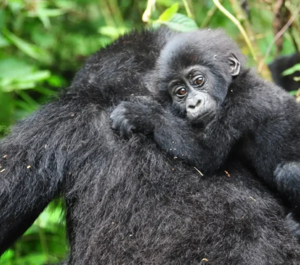 Mountain-Gorilla-in-bwindi-forest.webp