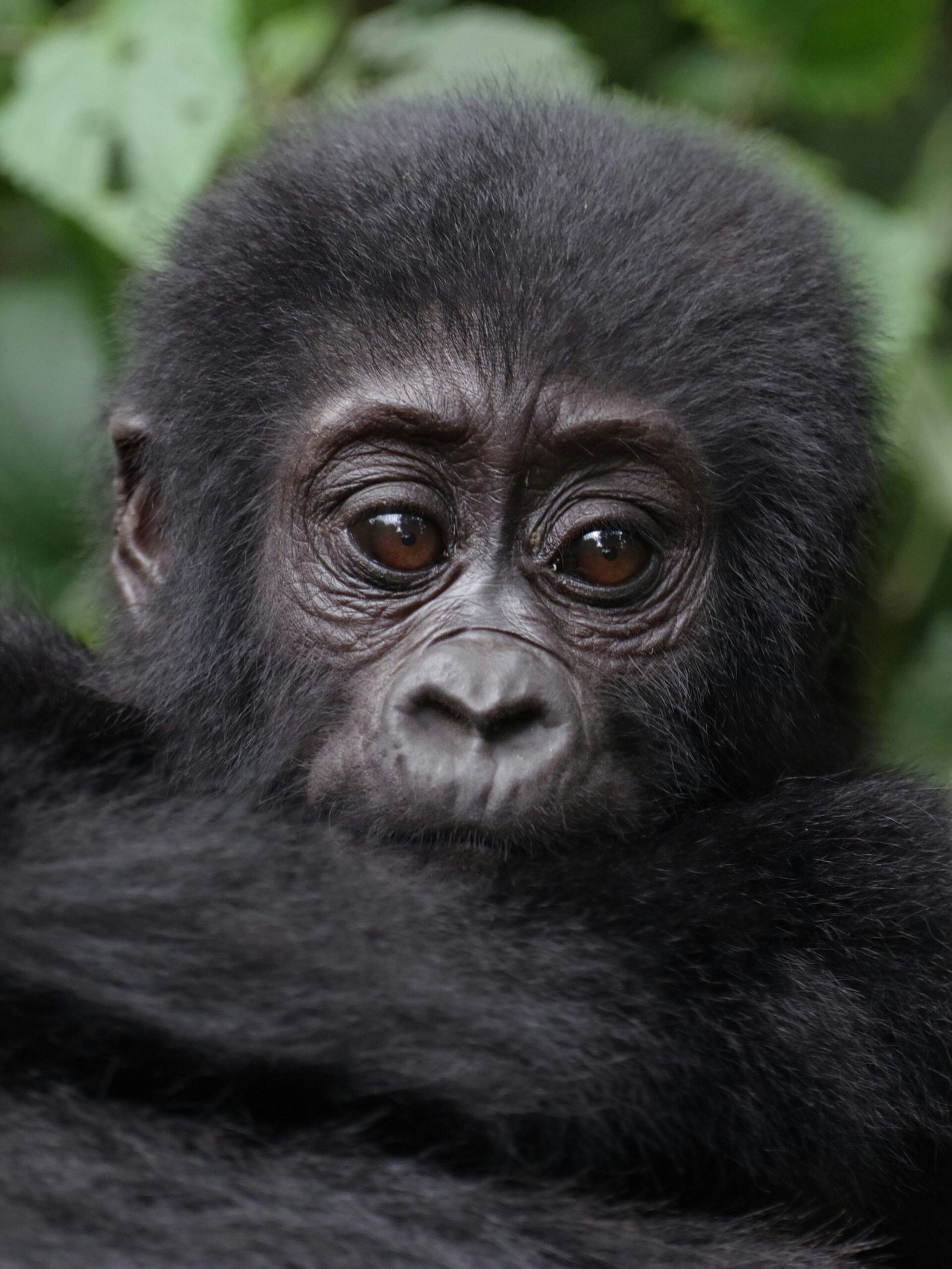 gorilla baby