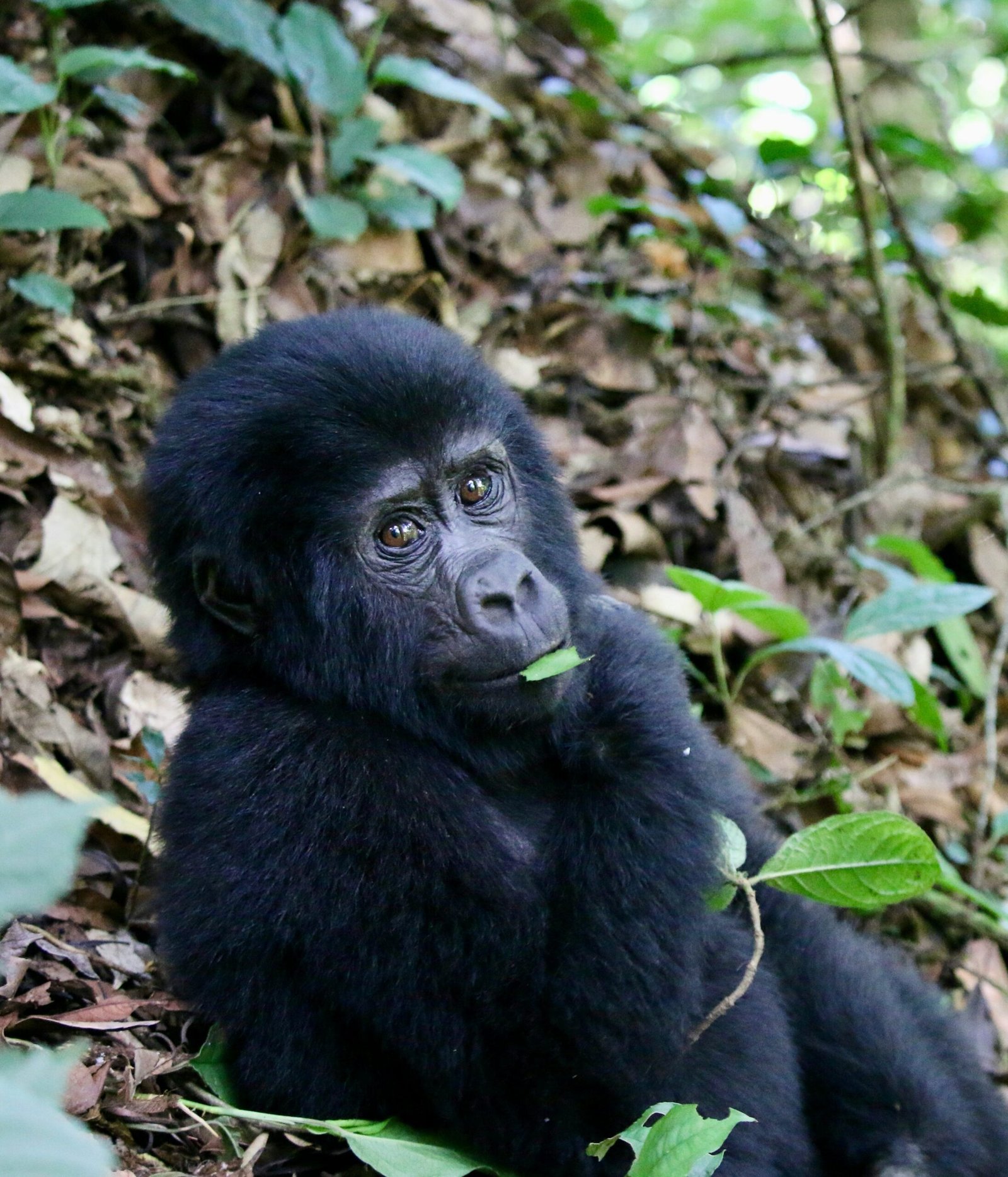 gorilla in bwindi forest