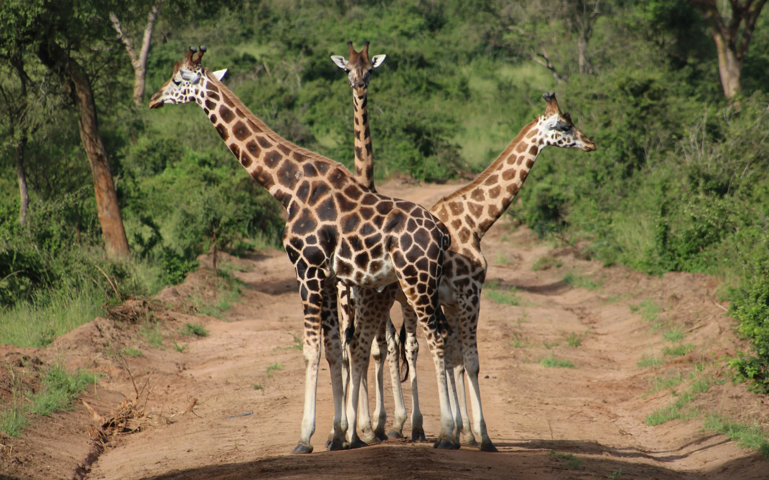 lisette-verwoerd-vVqk3qV2frA-unsplash