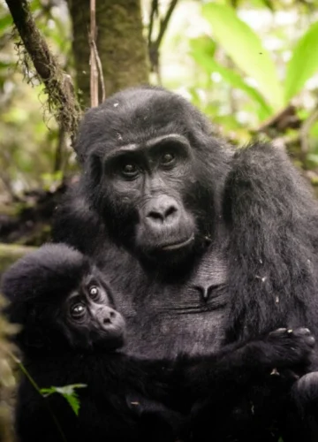 uganda-bwindi-sactuary-gorilla-forest-camp-2-1200x800