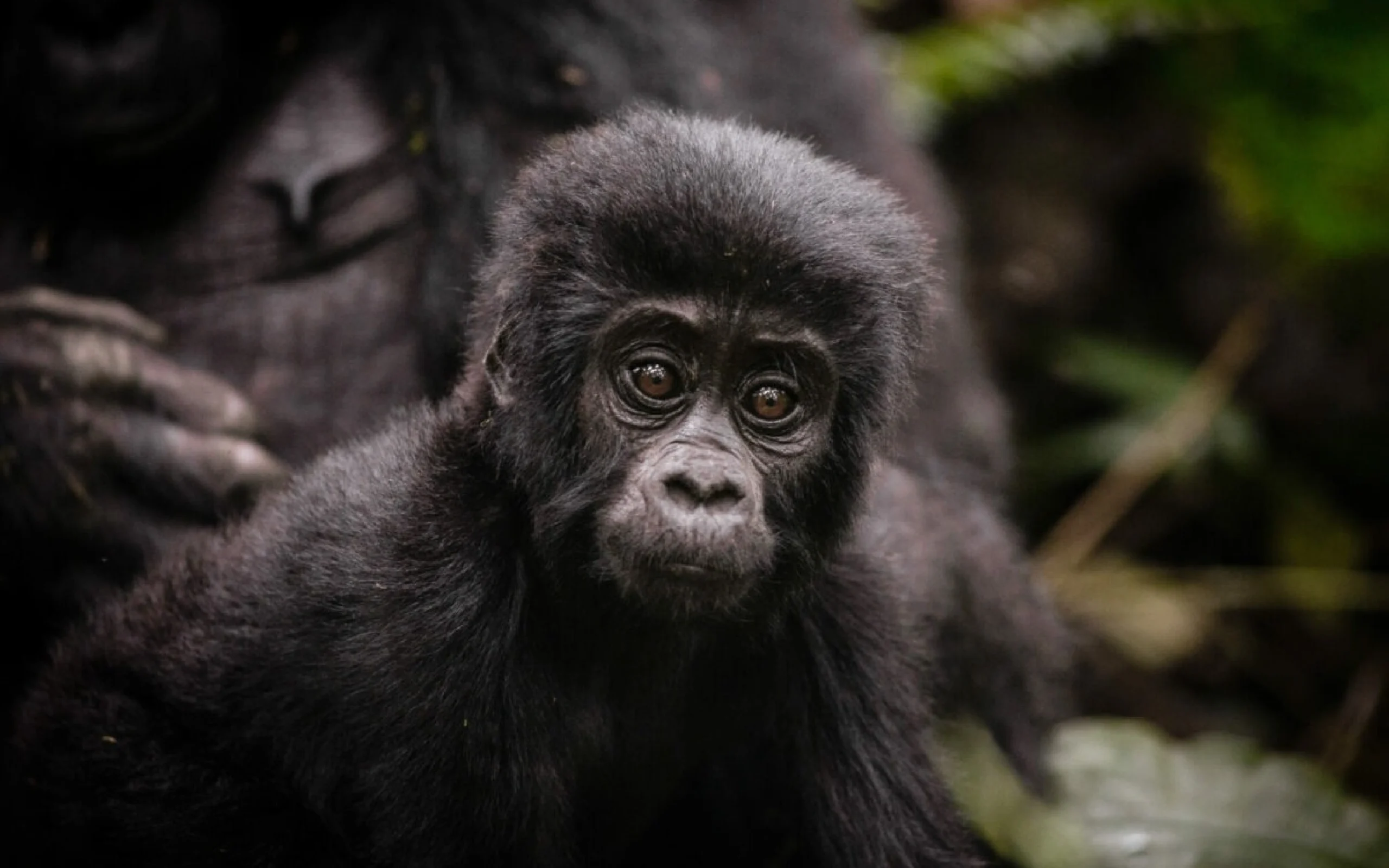 uganda-bwindi-sactuary-gorilla-forest-camp-3-1200x800