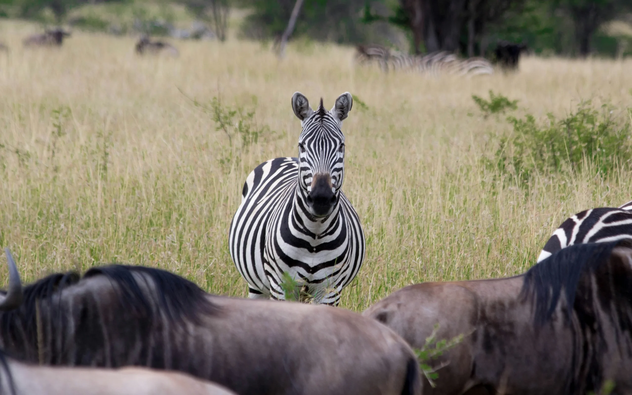 valeria-rossi-cOeQD6JqClE-unsplash valeria-rossi-cOeQD6JqClE-unsplash